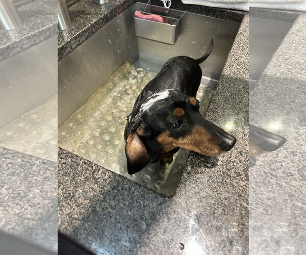 Medium Photo #5 Dachshund Puppy For Sale in Fruitland, SC, USA