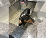 Small #4 Dachshund