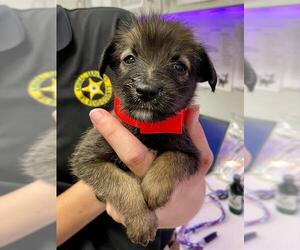 Australian Shepherd-Unknown Mix Dogs for adoption in Rosenberg, TX, USA