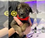 Small Australian Shepherd Mix
