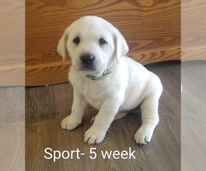 Labrador Retriever Puppy for sale in CATO, NY, USA