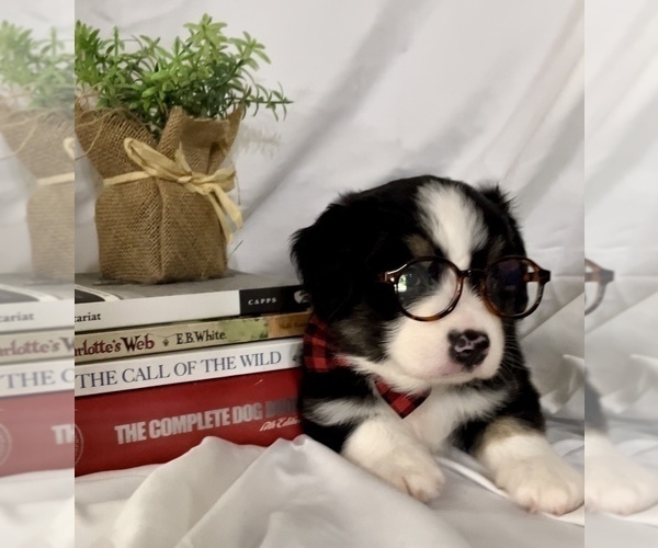 Medium Photo #2 Miniature Australian Shepherd Puppy For Sale in E LAURINBURG, NC, USA