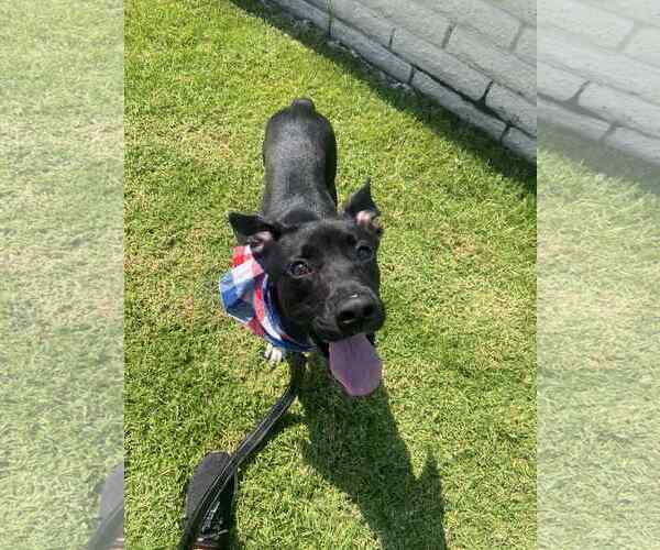 Medium Photo #2 Labrador Retriever-Unknown Mix Puppy For Sale in San Diego, CA, USA