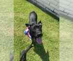 Small #1 Labrador Retriever Mix