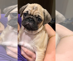Pug Puppy for sale in SURPRISE, AZ, USA