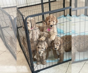 Goldendoodle Puppy for sale in LITHIA, FL, USA