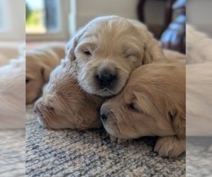 Golden Retriever Puppy for sale in SACRAMENTO, CA, USA