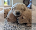 Litter of 8 - Male(s) and Female(s) Golden RetrieverLitter of Puppies for Sale - Small photo