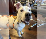 Small #9 American Staffordshire Terrier Mix