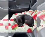 Small #1 American Pit Bull Terrier-Labrador Retriever Mix