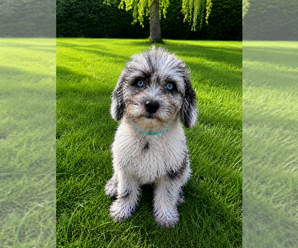Medium Photo #4 Cavapoo (Miniature) Puppy For Sale in DURHAM, CT, USA