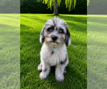 Small #3 Cavapoo (Miniature)