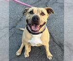 Small #1 American Pit Bull Terrier Mix