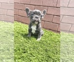 Small Photo #92 French Bulldog Puppy For Sale in DALLAS, TX, USA