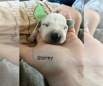 Small #8 Dalmatian