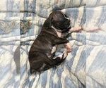 Small Photo #16 Boxer Puppy For Sale in RALEIGH, NC, USA