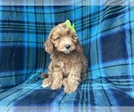 Small #5 Cavapoo