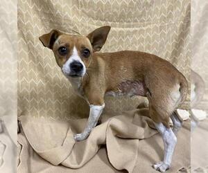 Chihuahua Dogs for adoption in Modesto, CA, USA