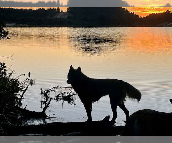 Medium Photo #5 German Shepherd Dog-Huskies  Mix Puppy For Sale in Alturas, CA, USA