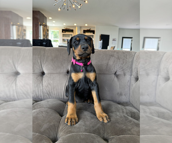 Medium Photo #13 Doberman Pinscher Puppy For Sale in PUYALLUP, WA, USA