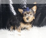 Small #2 Yorkshire Terrier