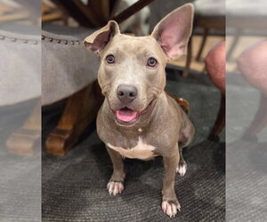 American Pit Bull Terrier-Unknown Mix Dogs for adoption in Holly Springs, NC, USA