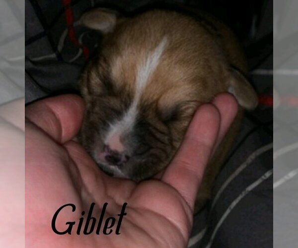 Medium Photo #2 Mutt Puppy For Sale in Vail, AZ, USA