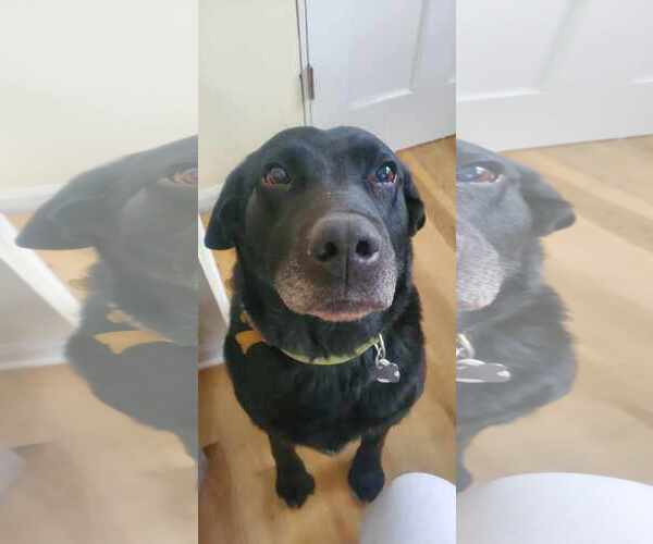Medium Photo #3 Labrador Retriever Puppy For Sale in Crystal, MN, USA