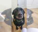 Small #2 Labrador Retriever