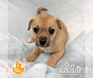 Chihuahua-Unknown Mix Dogs for adoption in Irvine, CA, USA