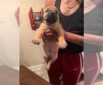 Small Photo #18 Bullmastiff-Cane Corso Mix Puppy For Sale in CHICAGO, IL, USA