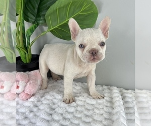 French Bulldog Puppy for sale in FRANKLIN, IN, USA