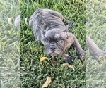 Small Photo #105 French Bulldog Puppy For Sale in DALLAS, TX, USA