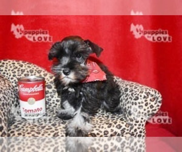 Medium Photo #5 Schnauzer (Miniature) Puppy For Sale in SANGER, TX, USA