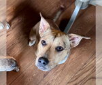 Small Photo #13 American Pit Bull Terrier-Unknown Mix Puppy For Sale in Germantown, OH, USA