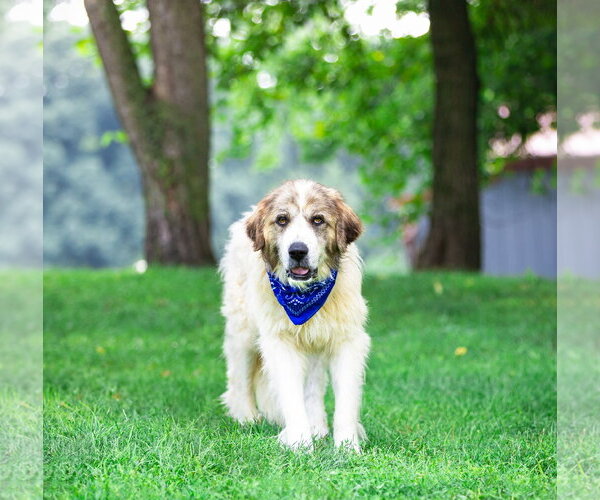 Medium Photo #6 Great Pyrenees-Unknown Mix Puppy For Sale in Unionville, PA, USA