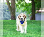 Small #5 Great Pyrenees Mix