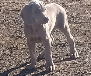 Weimaraner Puppy for Sale in MADRAS, Oregon USA
