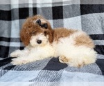 Small #4 Cockapoo (Miniature)