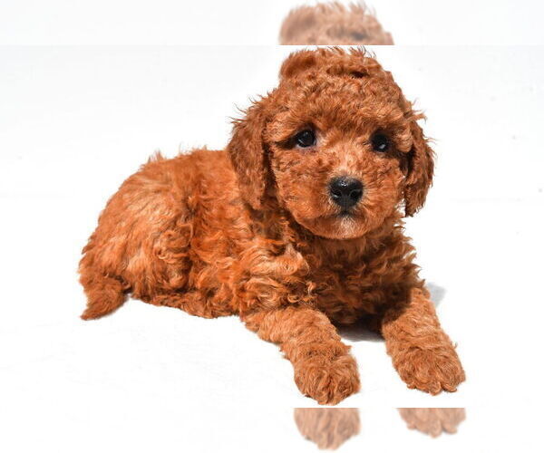 Medium Photo #20 Goldendoodle mix (+ Poodle Miniature) Puppy For Sale in DURHAM, CT, USA