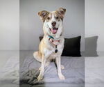 Small #4 Huskies  Mix