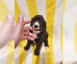 Small #2 Bordoodle