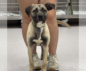 Retriever -Unknown Mix Dogs for adoption in Washington, DC, USA