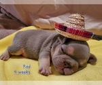 Puppy 2 French Bulldog