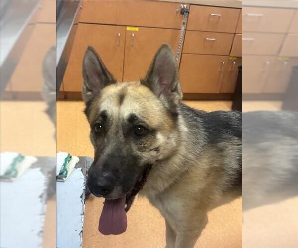 Medium Photo #1 German Shepherd Dog Puppy For Sale in Martinez, CA, USA