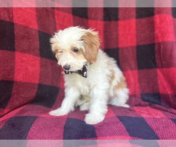 Medium Photo #7 Cavapoo Puppy For Sale in LAKELAND, FL, USA