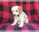 Small #6 Cavapoo