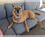 Small #3 German Shepherd Dog Mix