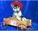 Small Photo #1 Alaskan Klee Kai Puppy For Sale in NORWOOD, MO, USA