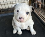 Puppy Opal Australian Shepherd